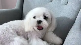 MY MALTESE GOT A INFECTION - THIS IS WHAT WE DID