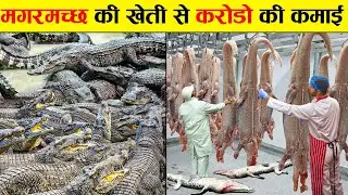 देखिये कैसे ये लोग मगरमच्छ की खेती करके कमाते है करोड़ों रुपए..! Crocodile Farming