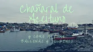 CHA&Ntilde;ARAL DE ACEITUNO: EL PARAISO PARA VER BALLENAS Y DELFINES