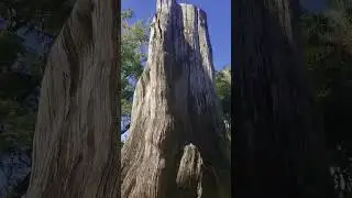 CYPRESS STUMP # #medicinemedia #verdedionneboudoir #consciousmedia #trendingaudio #reelsvideo#stump