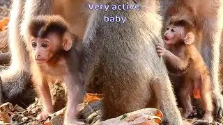 Baby monkey Robin he really want move from mom chest but Rosalie she never feel safe give baby walk