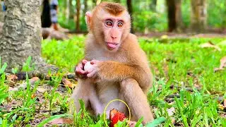 Very Lovely and Adorable Baby LEO sit to eating Rambutan is really Delicious.