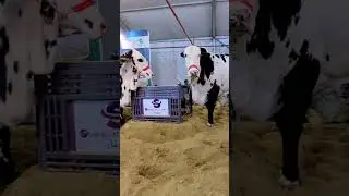 Pakistani Bel In Karachi |Karachi Cow Mandi |Pakistani Cow Video | Cows Videos | #FQ #short