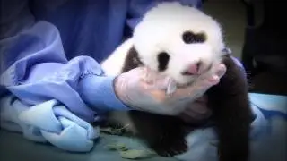 Subscribe for Animal & Conservation News from the San Diego Zoo