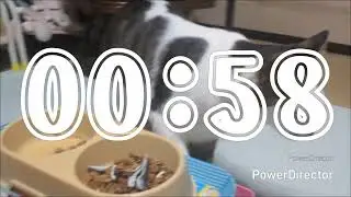 ニャアの夕食タイムトライアル(20260123)