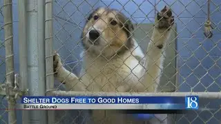 Shelter dogs free to adopt from Crystal Creek