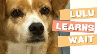 Dog Training in NYC 🐾 | Lulu Learns &ldquo;Wait&rdquo; with Bocce&rsquo;s Treats