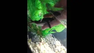 Frogs Gone Wild!