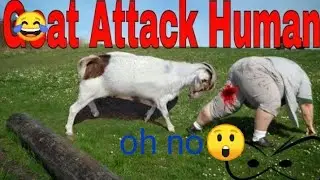 Funny Goat 🐐   Attack  😲😲.. dangerous Goat Attack..