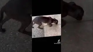 italian greyhound puppy 10 weeks