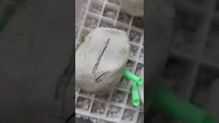 Eclozează puii de piton covor ✌️ #dinterariu #reptile #python #snake