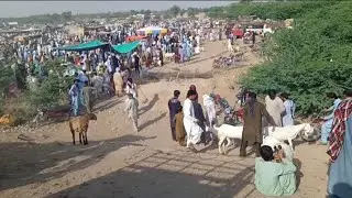 تونسہ شریف کی بھت بڑی منڈی ہے بھیڑ بکریوں کی 🐑🐐🇵🇰