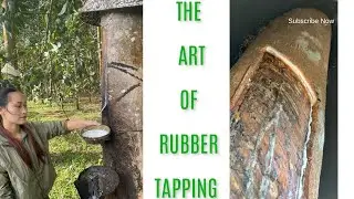 Upward Tapping: Fresh Latex from Rubber Trees