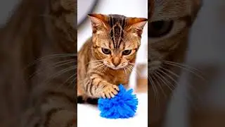 Parkour Cat ⚡️ The Agility of Abyssinian #catshorts #cutecat #healing