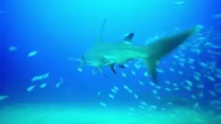 South Beach Divers Hammerhead Sharks 2017