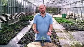 Lucky Bamboo, Draceana Sanderiana Victory house plant - Newlands Nursery