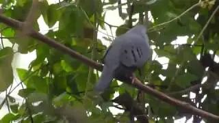 Pararu azul - Claravis pretiosa