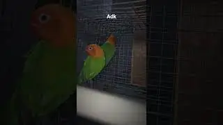 Green opaline split blue love bird
