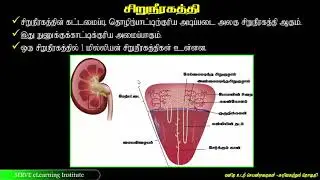 Grade-11-Science - 6.3.1 human excretion system