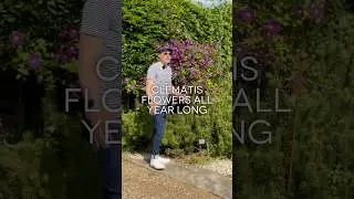 How To Get Clematis Flowers All Year