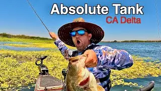I caught a Delta Monster