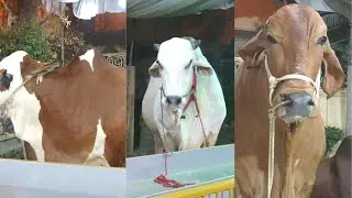 Biggest bull of 2021 Minar e Pakistan | Sibi Mela Winner | Shenshah | Panda in Karachi for qurbani