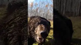 Bear attacks man near forest