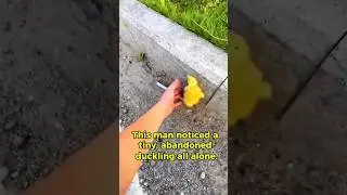 Rescuing a Duckling | You Won&rsquo;t Believe How It Ends😍🥹 #duckling #rescue