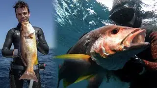 MOSES PERCH - The underrated Tropical Snapper - Fish in Focus