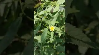 nagbala flower#nagbala#नागबला#flower#sidaacuta#sidaMalvaceace