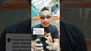 Tebar bibit lele 1000❗Kira-kira panen berapa kilo❓Begini cara mengetahuinya #shortsviral #lele