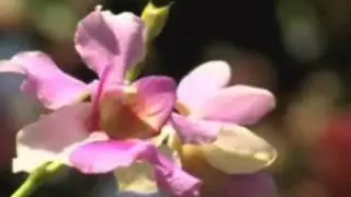 Bob James & Earl Klugh - Secret Wishes
