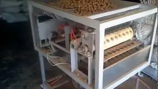 Macadamia nut cutting machine