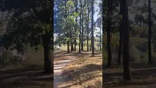 #Прогулка сквозь #Дубы по Лесу - Красота Природы Украины #Nature Beauty #Oak Tree 4k Shorts Video
