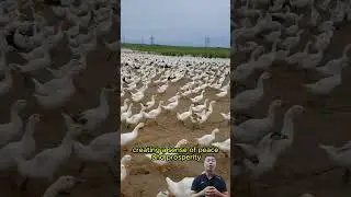 World's Largest Duck Farm Tour