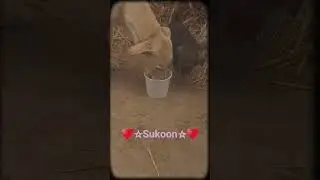 SUKOON&hearts;️ #animalshorts #dog #lovedogs #doglife #animalcare #animals #dog