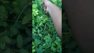 what a beautiful seenari