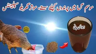 Summer Water Supplements for Chickens | Ajwain Water for Birds | Dr. ARSHAD