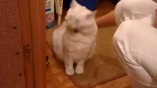 Cat's G-spot
