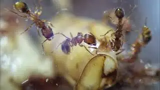 Ant Science - Structure, Diversity and Adaptive Traits of Seasonal Cycles and Strategies in ants -
