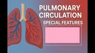 Pulmonary Circulation Explained | Unique Features You Must Know