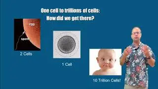 Cellular Reproduction