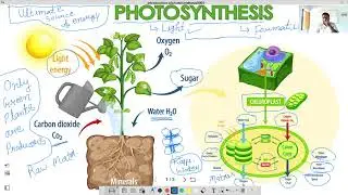 Photosynthesis Overview