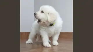 Gentle Canine Harmonies