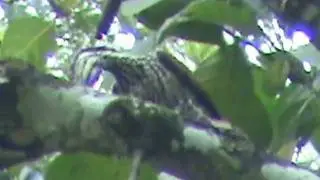 female Greater Flame back﻿ woodpecker (Chrysocolaptes lucidus) bird