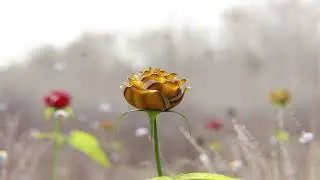 Blooming Rose Animation - Made In Blender