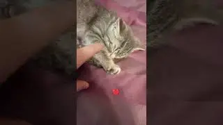 cat sleep❤ #cat