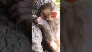 Amazing Baby Monkey Sleeping || 🥱😴 #youtubeshorts #shorts #monkey