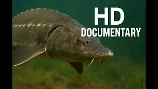 The White Sturgeon 🐟 | Secrets of the Ancient River Giants | Nature Documentary