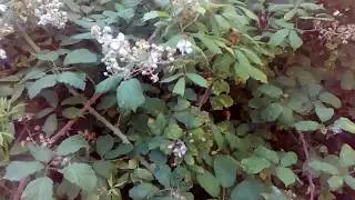 Planta de zarzal